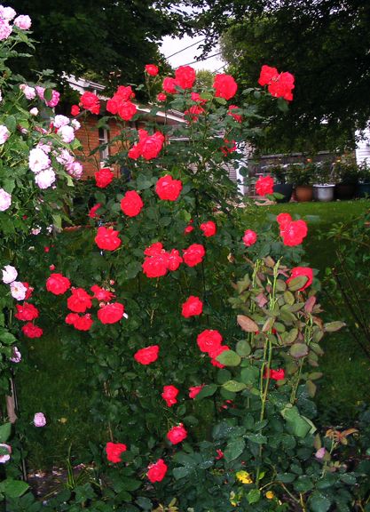 Blaze photo blz2013_06170025_zpsa045ddc6.jpg